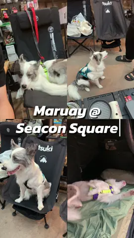 พบกับน้องมารวยได้ที่ SC Camping @Seacon Square l ซีคอนสแควร์  ในงาน #TheSummitCampวันที่ใจฉันเดินทาง 2 วันสุดท้ายแล้วจ้าาาา! . #แคมป์ปิ้ง #camping  #seaconsquare #dog   