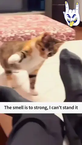 #funny #fun #funnyvideo #funnyvideos 