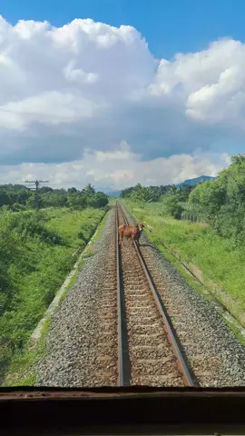 Tuấn mỏ chứ cụ Tuấn mỏ gặp a cũng phải xuống xe... 🤭 #train #đườngsắtviệtnam #dsvn  #tuanm