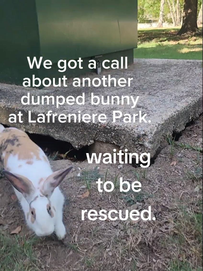 We were notified about a dumped bunny at Lafreniere Park who was very friendly and approachable.  Turns out this pretty girl was asking to be rescued for more than 2 weeks.   #houserabbit #bunniesoftiktok #bunny #animalrescue  #CapCut 
