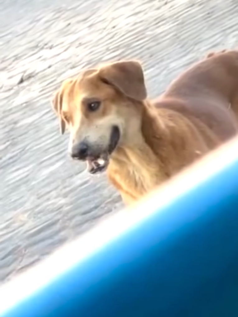 #atassa  chabba laughing. funny dog video.  #prank  #goviral  #comedy 