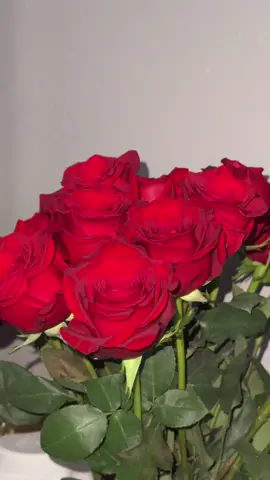 Super pretty roses from @Costco Wholesale 😍 #roses #redroses #costcofinds #fypシ゚viral #fyp 