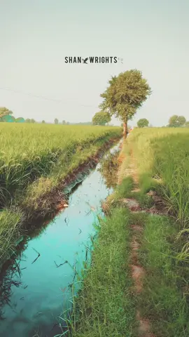 ونگی چادر تنڑ کے سوگے#fyp #foruyou #foyoupage @TikTok 