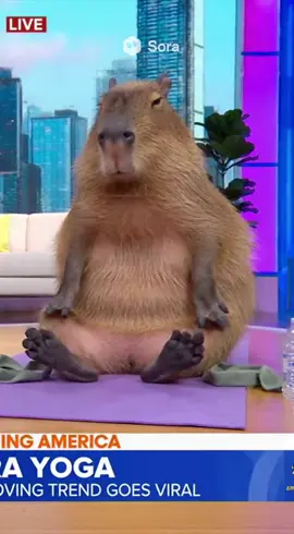 Morning yoga with capybara #capyuniverse #capybara #yoga 