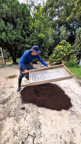 El nuevo proyecto de la papaya 