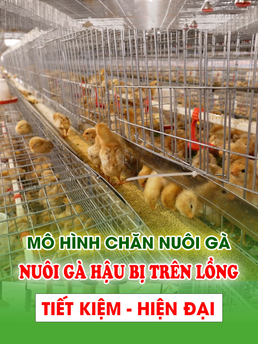 Tham quan mô hình trang trại gà: Nuôi gà hậu bị trên lồng hiện đại #channuoi #gahaubi #nuoiga #traiga #longgade #thietbichannuoi #hoanggiaptv