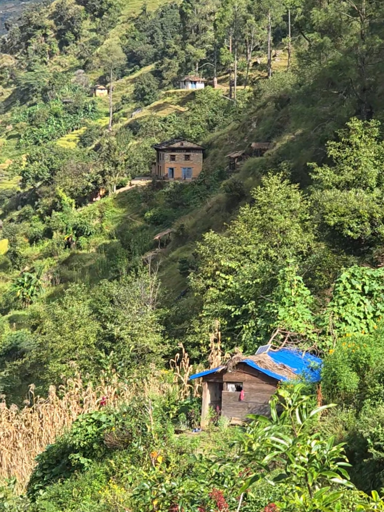 Good Morning छ है माया #village #keepsupporting #goviral #fyp 