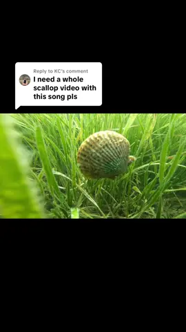Replying to @KC  i hope you guys will appreciate the future manatee content as much as you enjoy these lil scallops 🫶 🩵 #CrystalRiver #SmallBusiness #Scallops #SeacowSafaris #sofarsofake 