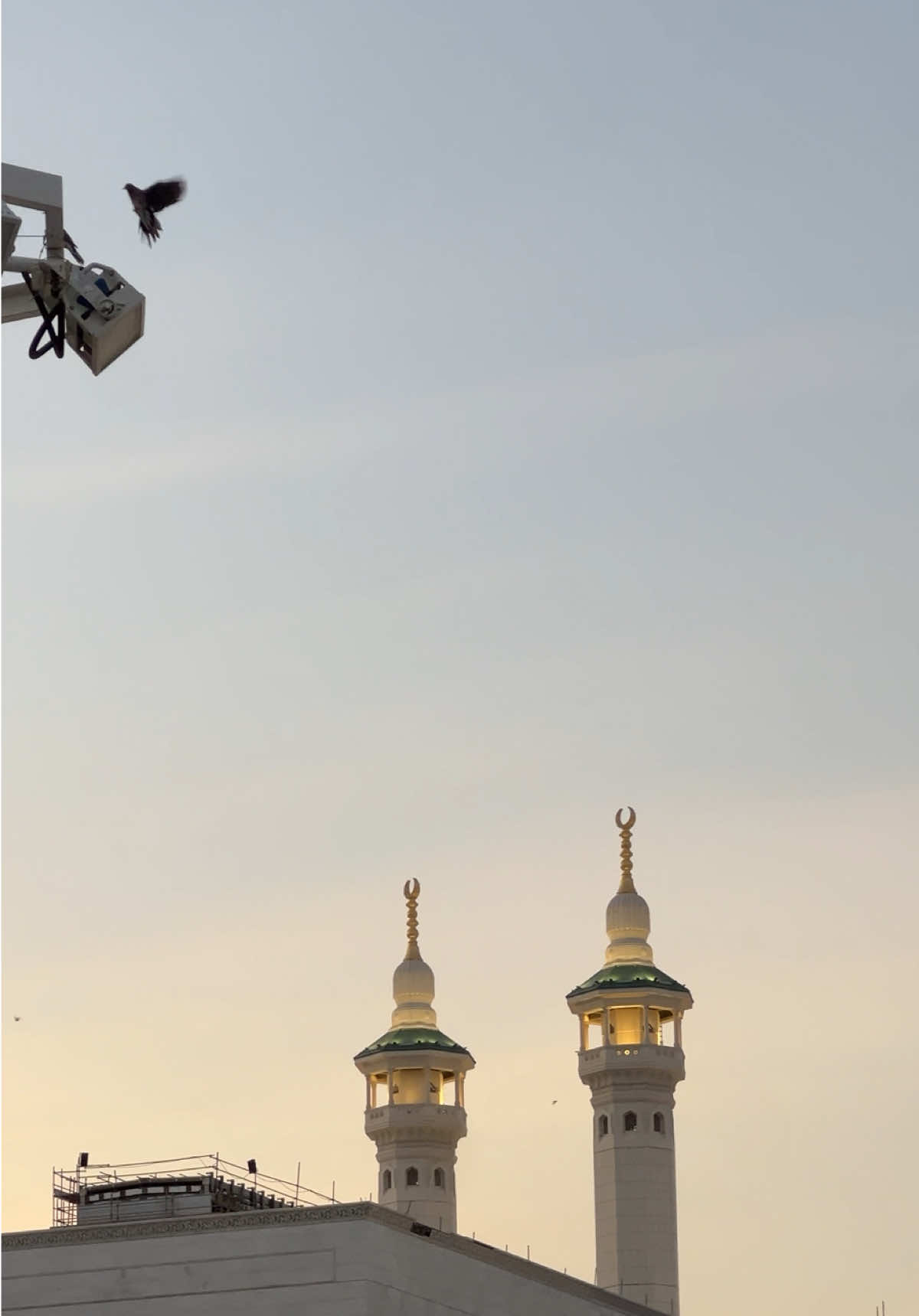 #برج_الساعة #مكه #مكه🕋 #٢٠٢٥ #todaywether💫⛈️🌩️  @مکّہ المکرمہ pigeons in the Masjid al-Haram is tied to religious beliefs about their origins, with some narratives tracing their lineage to the pigeons that nested in the Cave of Thawr during the Hijra, and others to the Ababil birds that defended the Kaaba. These pigeons, known as Haram pigeons or 