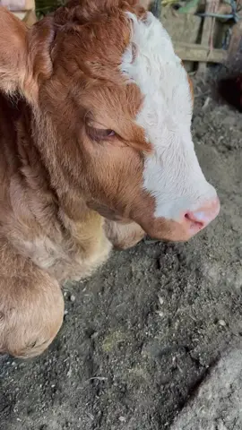 ayeme wong ndeso🤲#peternaksapiindonesia #pedetsuper #sapi #sapijumbo #sapiqurban 