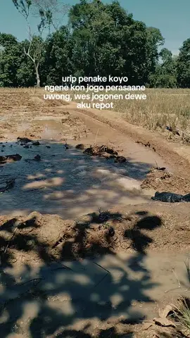 gass tandur lagi bolo 🌾 kene ki genah petani abiezzz #fyp #petaniindonesia🇮🇩🇮🇩🇮🇩🌿🌿 #petanimillenial #petaniabizz #petanimuda 