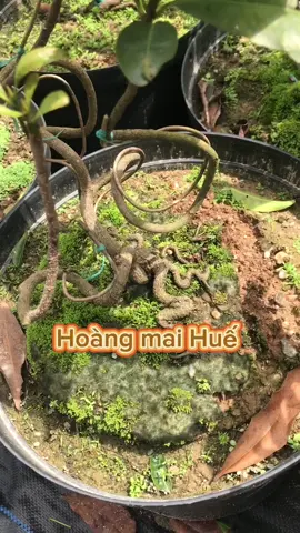 Hoàng mai Huế #caycanh #hoangmaihue #caymaivang #bonsai #maihue 