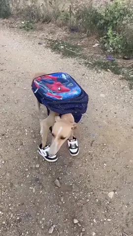 #funnymemevideos #funny😂 #funyy_videos #haihuoc #shortsfunny 