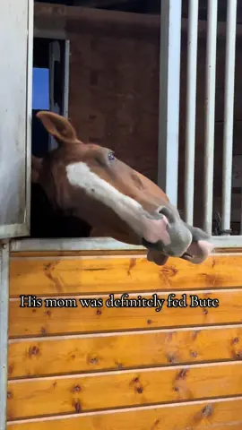 My special boy 🤪 #tylenol  #horse #sillyhorse #equestrian #funnyanimals 