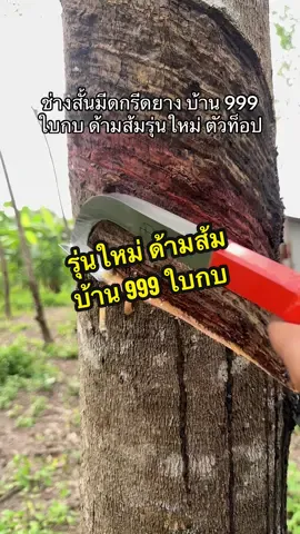 วันนี้ลองมีดตัวใหม่ล่าสุด ของโรงงาน ใบกบ ใบมีดตัวท้อป #ช่างสั้นมีดกรีดยาง #ของแท้ต้องมีรูปบ้าน #บ้าน999ใบกบด้ามส้ม #โรงงานผลิตมีดกรีดยาง 