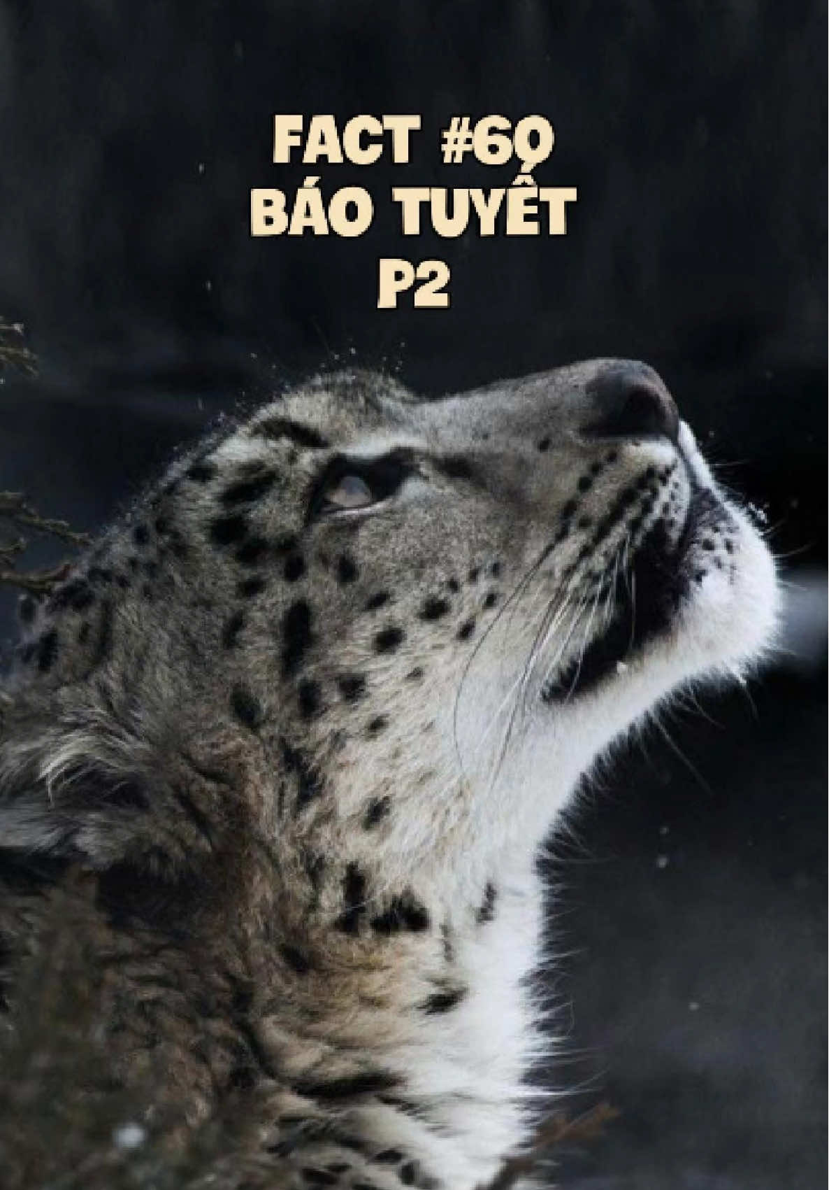 Báo tuyết, phần 2. #animals #pets #cuaq #quangdt1710 