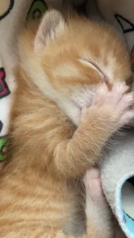 #kittensoftiktok #kitten #catsoftiktok 