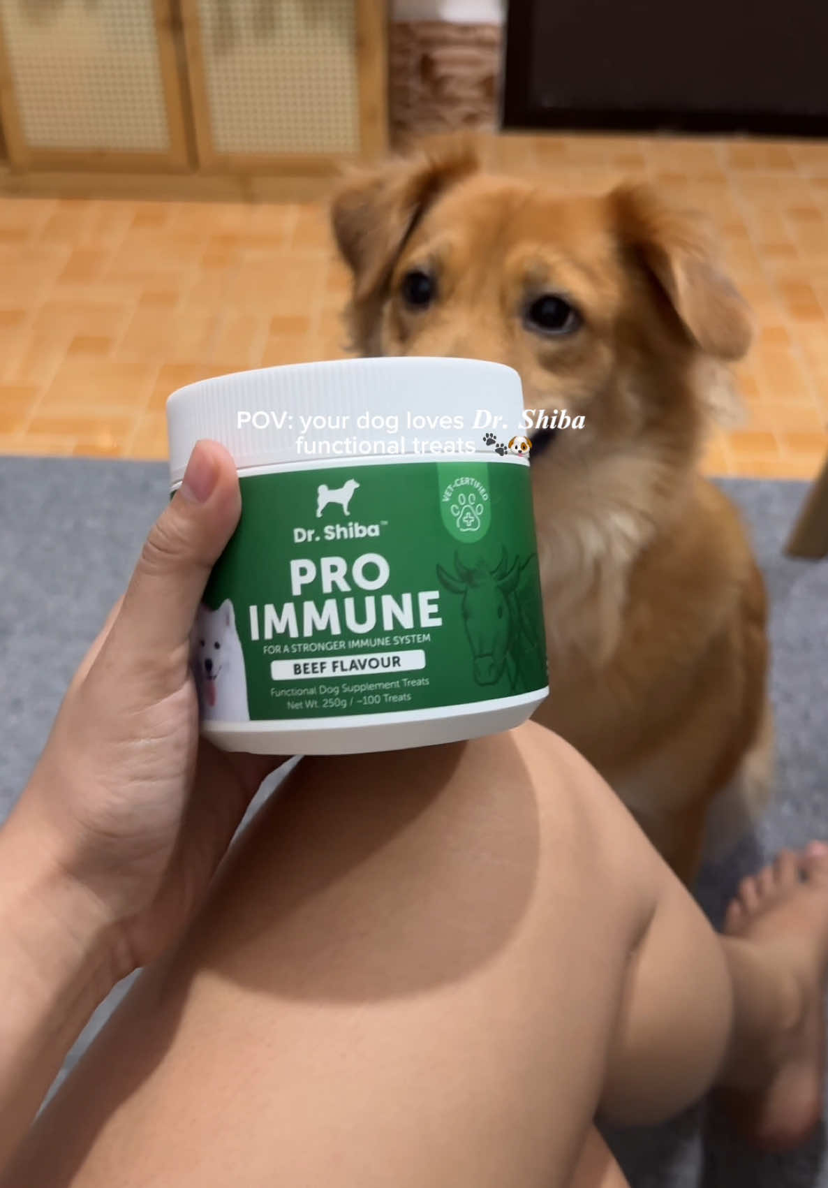 my dog’s fave functional treats— Dr. Shiba! 🥹🐾 #foryou #drshiba #drshibaproimmune #treatsfordogs #furmom 