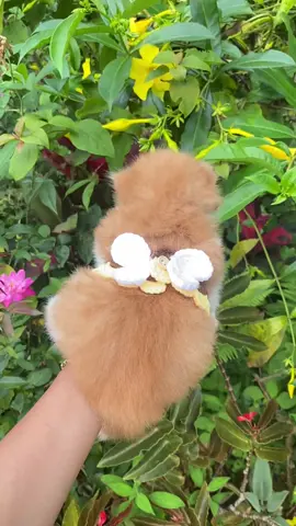 cat bee
