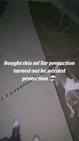 I need my money back 😭 #fyp #foryou #viralvideo #pets 
