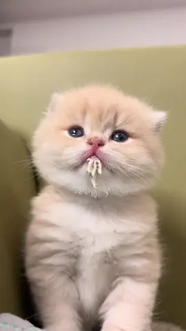 #foryou #viral #cute #catsoftiktok 