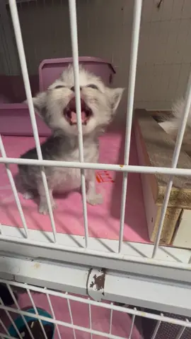🐱:Foooooood!🤣🤣#kittensoftiktok #kitten #cats #catsoftiktok 