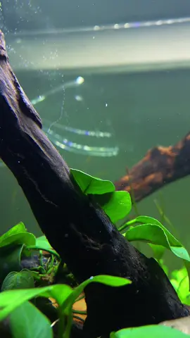 Tiap pagi nyalain CO2 dan lampu terus liat pearling kaya gini itu rasanya adem banget #aquascapeindonesia  #aquascape 