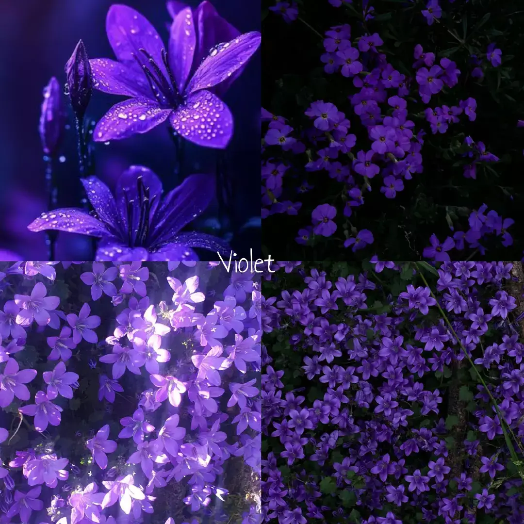 #flowers #beauty #spiderlily #pinterest 