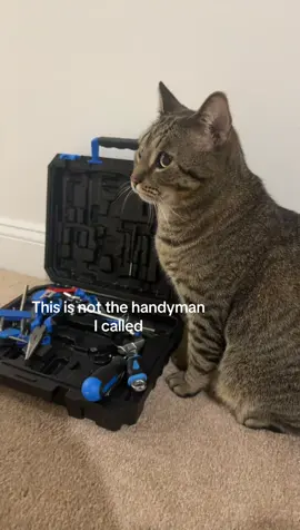 Bros gonna fix it #cats #catsoftiktok 