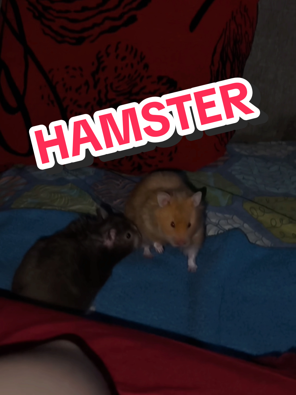 #CapCut #paratiiiiiiiiiiiiiiiiiiiiiiiiiiiiiii #hamsters #caidas #caida 