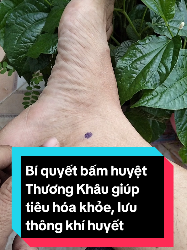 Bí quyết bấm huyệt Thương Khâu giúp tiêu hóa khỏe, lưu thông khí huyết@Trị Liệu Sống Khỏe #trilieusongkhoe #xuhướng #bamhuyet #huyetthuongkhau #daybungkhotieu 