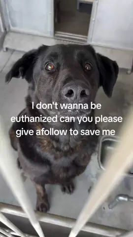 Update: Rescued. Unknown by who. 💔 My name is Luna. My family gave me up. Now the shelter will kill me today 6/23/25 @ 2pm. 💔 🆔 #A782523 📅 Intake Date: 6/12/25  🚨 ON EUTH LIST 6/23/25. ❤️‍🩹 Rescue Only | Female, black and brown Lab/German Shepherd mix 📍 Devore Animal Shelter, San Bernardino, C I was brought here on June 12. My family walked me into the shelter and said I was “aggressive.” No second chances. No goodbye. Just signed papers and they were gone. When shelter staff tried to evaluate me during intake, I growled and showed my teeth. I charged the rollcage door. I was scared. I didn’t know what was happening or where my family went. But when someone visited me recently, I didn’t growl. I didn’t charge. I just stood there—quiet, unsure, and trying to understand why I was left behind. Now I’ve been labeled “rescue only,” and I’m on the euthanasia list. I can be killed at any time after 2pm today 6/23/25. Why is throwing your dog away like garbage becoming normal? Why is it so easy to dump us—then so fast to end our lives? The community must be held accountable. And so should the shelter, for allowing this cycle to continue without question. I’m not perfect. I’m scared. But I want to live. ⸻ 📍 Devore Animal Shelter 19777 Shelter Way San Bernardino, CA 92407