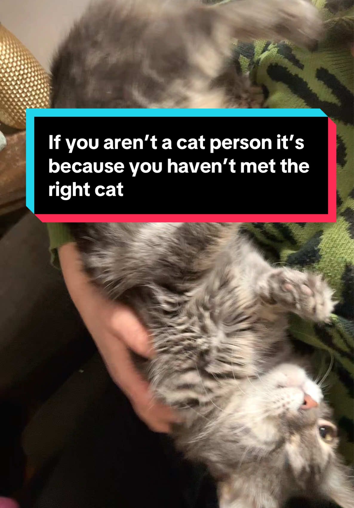 This is a hill I will die on.  #catsoftiktok #catsanddogs #cuteanimals 