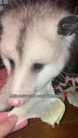 He's so picky||#tiktok #fyp #opossum #random #mylotheopossum 