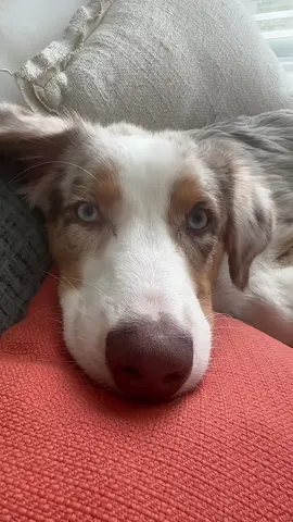 This little sharkey very dangerous animal 🤣🥰