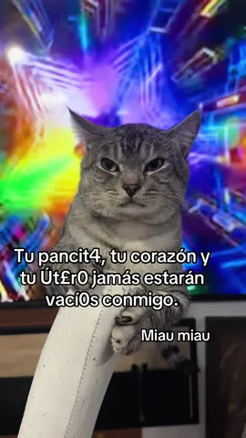 Miau miau #cat #cats #catsoftiktok #catlover #cattok 