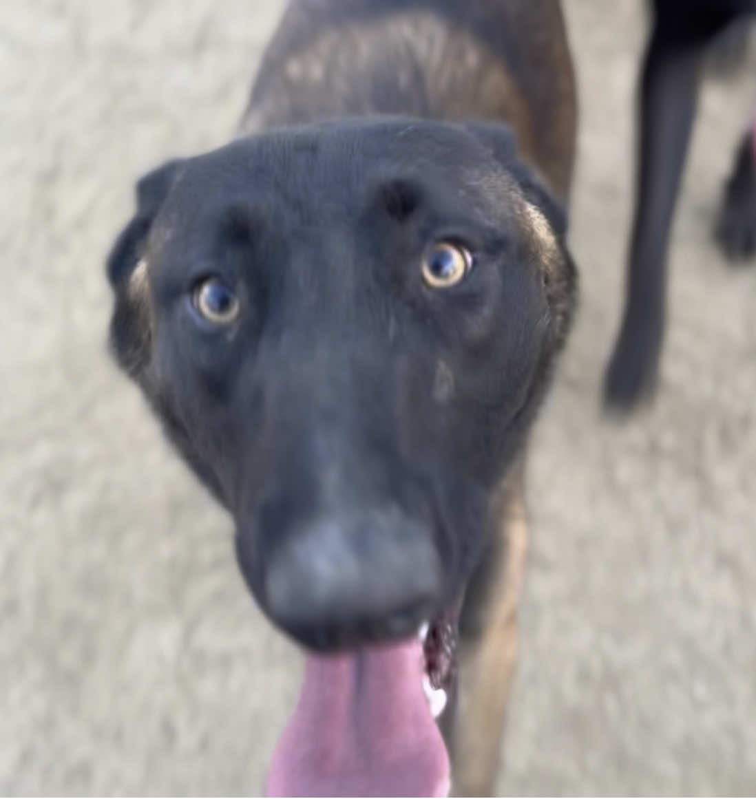 They share a brain #rescuedog #rescue #baja #Love #foryourpage #foryou #malinoisoftiktok 