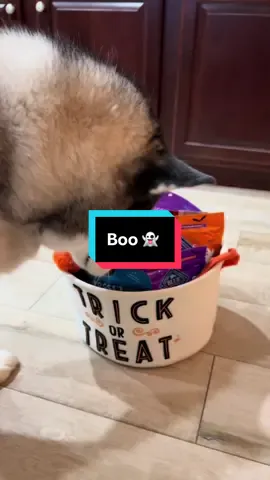 Dakota’s been Boo’d!! 👻 🎃 #boobasket #boobasketseason #huskydog 