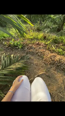 #kebunsawit #petaniindonesia🇮🇩🇮🇩🇮🇩🌿🌿 #sawitkalimantan #petanisawit  #fyppppppppppppppppppppppp 