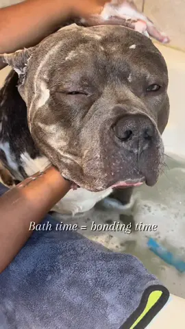 🛁✨ Some pups fight bath time… mine books spa appointments 😂🐾 #BathTime #BullyBreedLove