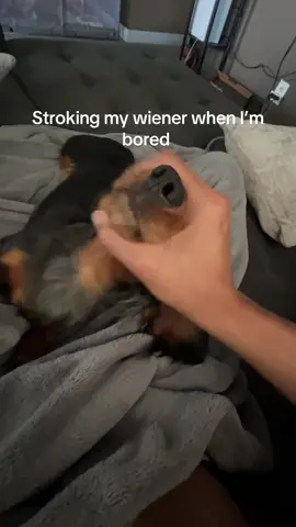 OH MY GAWWHH 😫 #daschund 