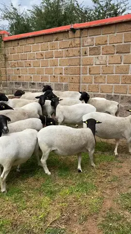 #kajiadotiktokers #laikipiatiktokers❣️❣️ #agriculturelife #dorpersheep #naroktiktokers👐 