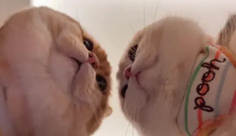 #mèodễthương #mèocute #giaitritiktok #xh 