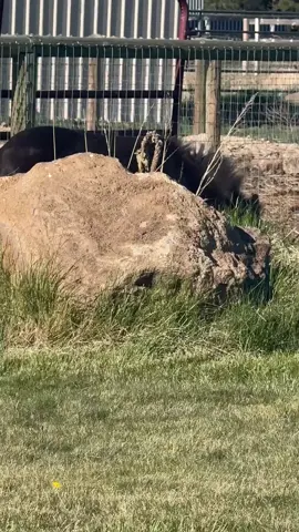 Is that you Murphy? #murphy #minimule