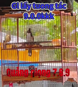 Rừng đã ủ cám tương đối Gl lấy tương tác may mắn