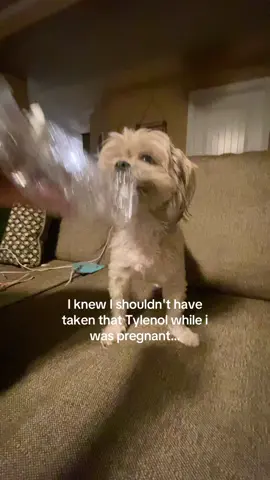 #dogsoftiktok #shihtzusoftiktok #shihtzu #tylenol 