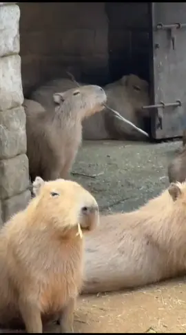 Vt asli :@unclelong11  #capybara #pompei #mayoret #fyp 