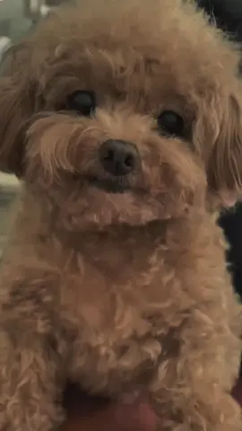 Poodle adalah anjing yang cerdas, anggun, dan mudah dilatih. Anjing ini memiliki bulu keriting tebal yang tidak mudah rontok dan sering dipotong dengan gaya khas Poodle dikenal ramah, setia, dan cocok dijadikan hewan peliharaan keluarga. #CapCut #animal #hewan #fyp #poodle 