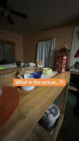 #catsoftiktok 