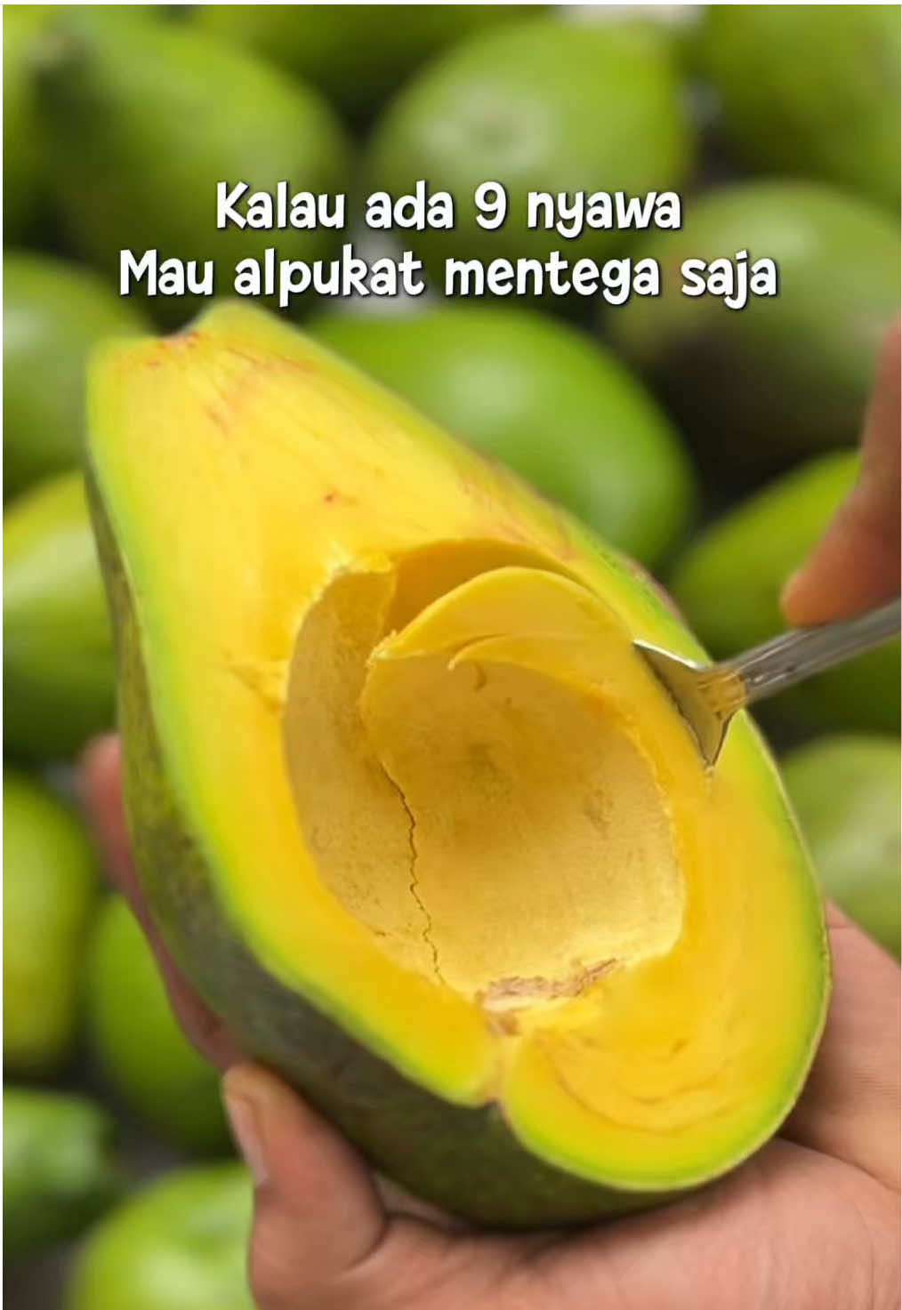 Alpukat mentega jumbo✨🥑#torufarm #fyp #alpukat #alpukatmentega 